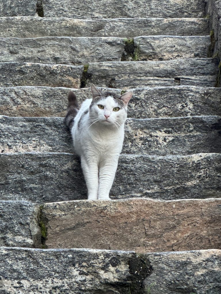 Gato sentado en los escalones del monte Aksla