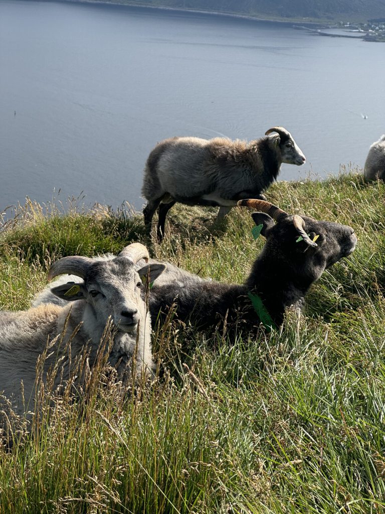 Ovejas en los prados de la isla de Runde
